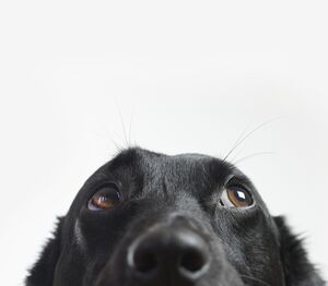 Platz! Die Ansicht eines schwarzen Hundes von der Schnautze aufwärts, der mit Dackelblick nach oben rechts schaut